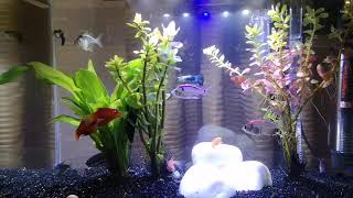 Aquarium Show River Flows In You by Yiruma Shot Using Huawei P20 Night Mode Video screenshot 5