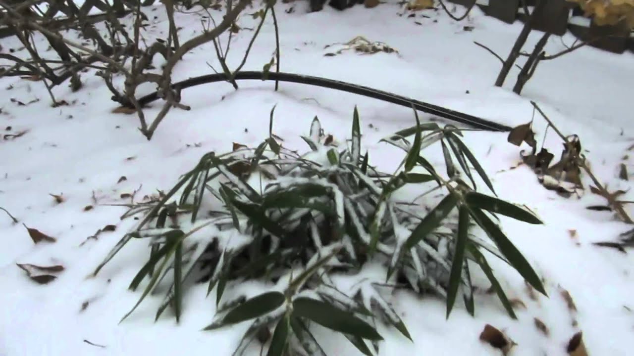 Bambou en hiver Bamboo in winter YouTube