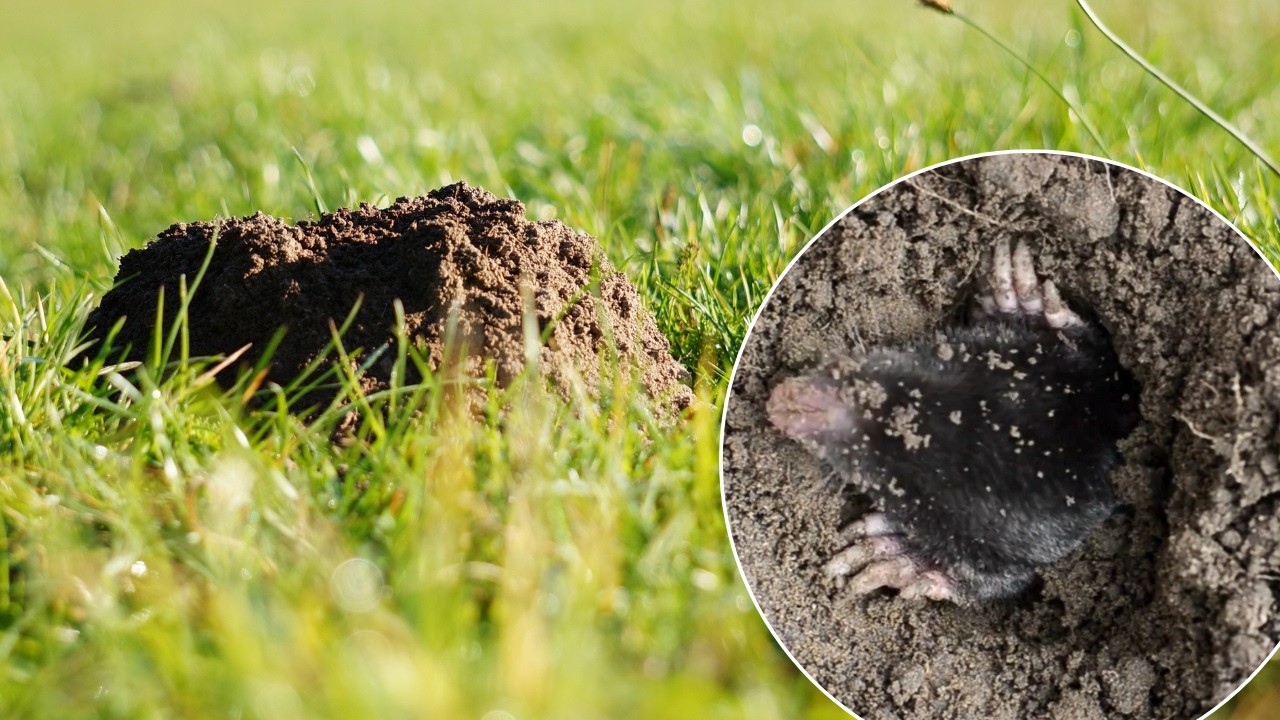 Wbij w ziemię. Krety od razu uciekną z ogrodu