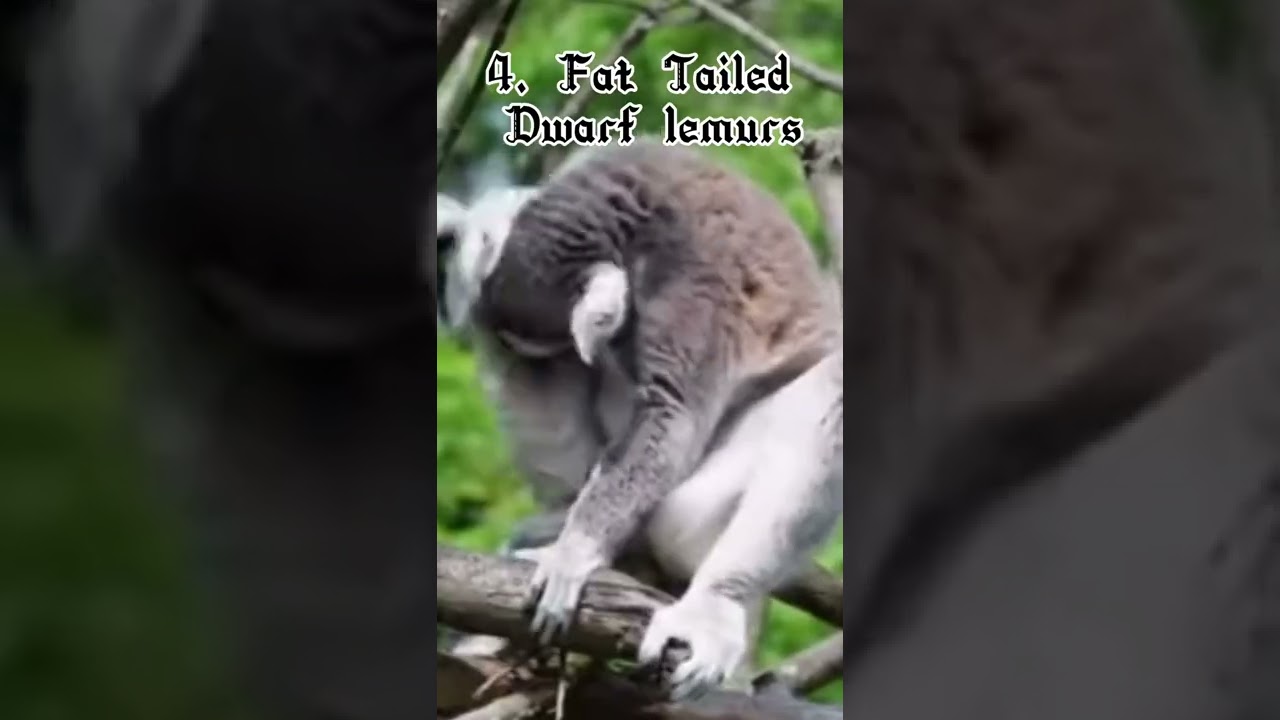 Animals that hibernate