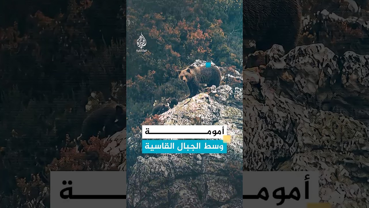 مشهد نادر: أنثى دب مع صغارها في إسبانيا