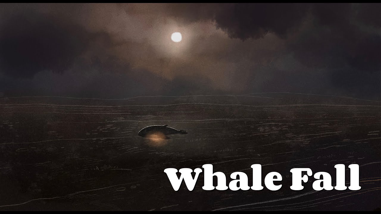 Whale Fall [CHINESE ANIMATION] - YouTube