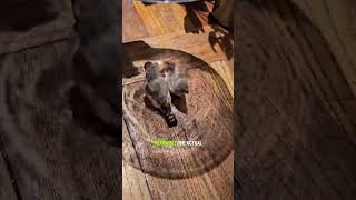 These Birds Started Bathing… Without Water #funnyanimals