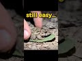 Funny Frog Escape 😂 Turns Into Chaos…