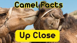 Stories From the Desert With Camels in The Main Role! :) by Super Wise 1,196 views 5 months ago 4 minutes, 49 seconds