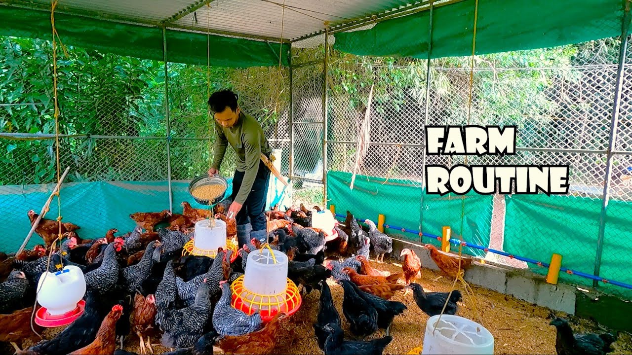 Ang Daming Nakalabas na Manok | Farm Routine Ep. 7