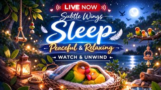 🔴 LIVE NOW • Quiet Night with African Lovebirds 🕊️🌙 (No Music • No Talking) screenshot 1