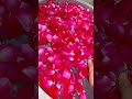 Mini rose pool roselover banjarejii