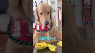 我以為四毛知道錯了，原來我想多了😢這芥末，我... #金毛 #pets #黃狗 #funny