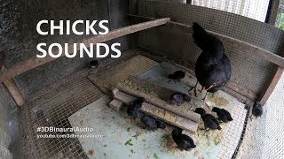 Baby Chicks Sounds  Baby Chicken Chirping Noises (Almost 1 Hour)
