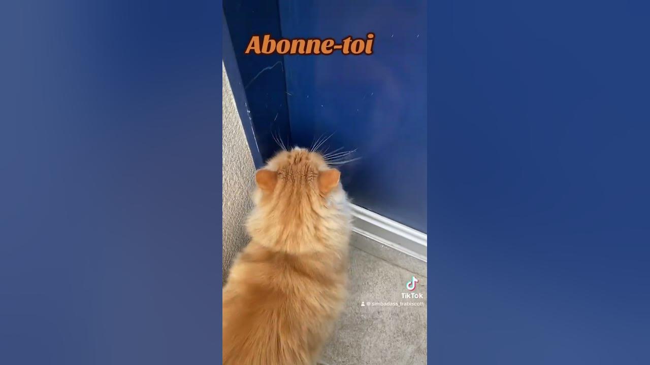 🐾MON CHAT ME PARLE POUR RENTRER IL EST TROP IMPATIENT 😹 chat chaton chatdrole chatroux 