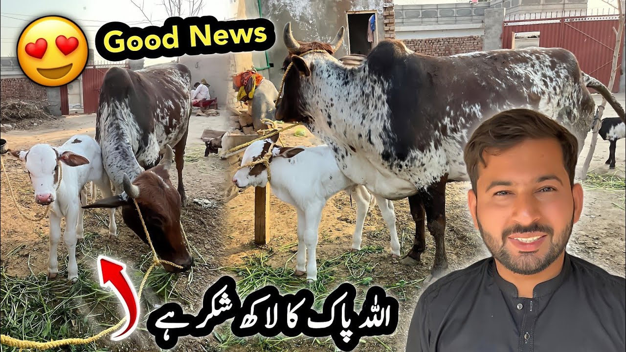 Good News 😍 Gaye Ne Bacha De Diya 🥰 | Village Vlog | Shazyy Vlog 