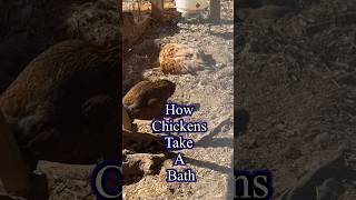 Bathing in Dirt#chickenkeeping #homesteading