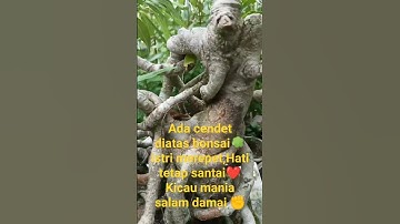 Cendet anakan prospek dan seni bonsai🌳❤️ #shortvidio #burung  pentet #bonsai beringin