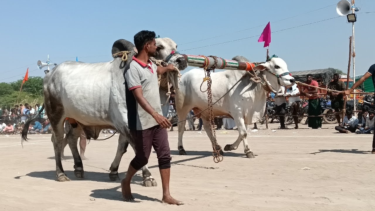 వావిలాల సీనియర్ విభాగం బండలాగుడు 6వ జత K రమేష్ గార్లదిన్నె