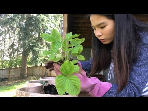 Video Vlog 237| Trồng Dâu Tây Bạch Tạng.Thăm Cây Việt Quất,... - youtube