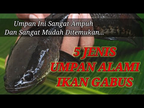 Umpan Ikan Gabus Susah Makan