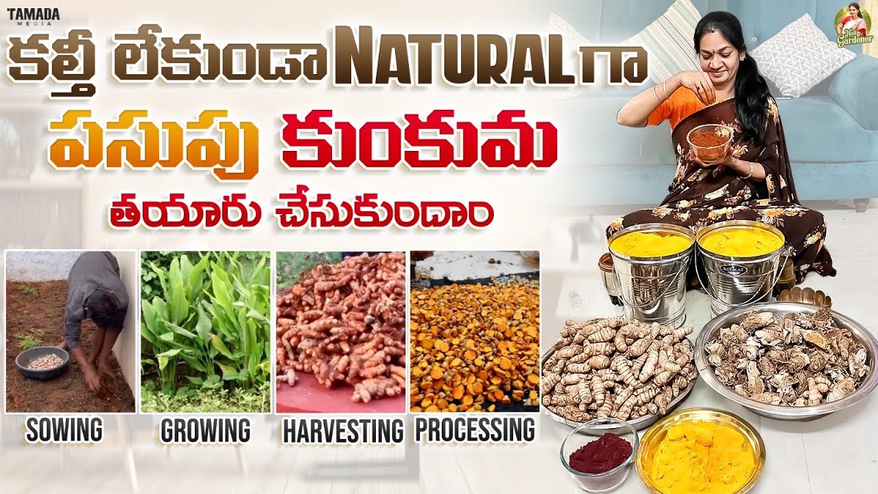 ఇంట్లోనే సులువుగా ఆర్గానిక్ పసుపు కుంకుమ చేసుకోవచ్చు/Turmeric &Kumkum making process  @MADGARDENER
