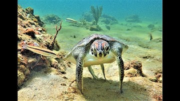 How You Can Help Save  Sea Turtles Lives