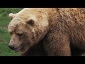 Grizzly bears at OKC Zoo (4K) - Panasonic 100-400mm lens on GH5 II (GH5M2) camera