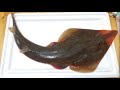 食べる魚図鑑【コモンサカタザメ】#魚突き#さかなクン#サカナスター#気まぐれクック#素潜り漁師マサル#野食ハンター