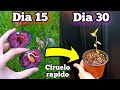 🍒 COMO Germinar CIRUELAS (De cualquier TIPO) Sembrar Semillas de Ciruela | Plantar hueso de ciruelo