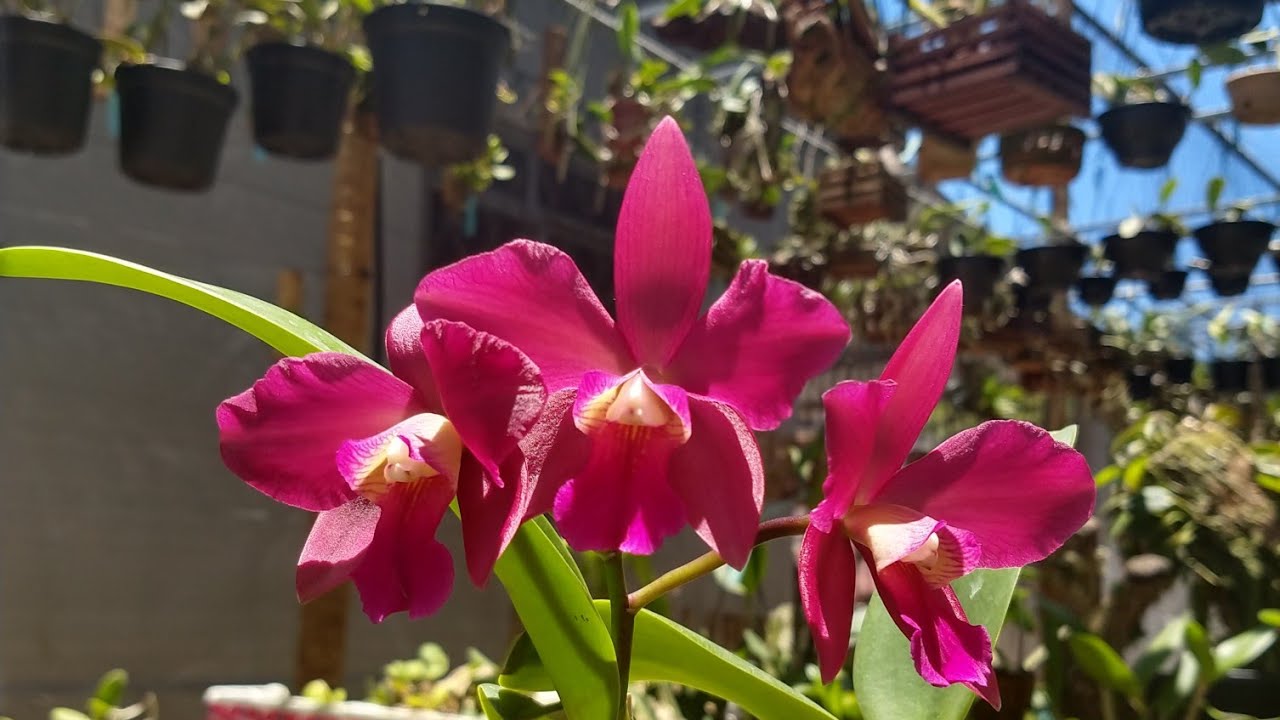ORQUÍDEAS para VENDA, CULTIVO e FLORAÇÃO