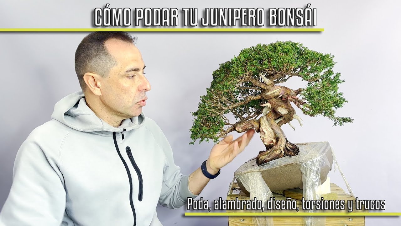 Cómo podar tu junipero bonsái. Poda, alambrado, diseño, torsiones y trucos.