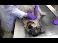 Skinning the Wolf