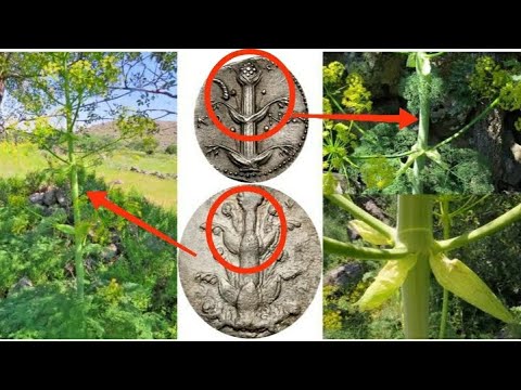 Video: Proč byla starověká rostlina Silphium tak drahá
