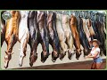 How Millions Of Horses Are Processed Massive Horse Farming For Meat Racing How Millions Of Horses Are Processed Massive Horse Farming For Meat Racing