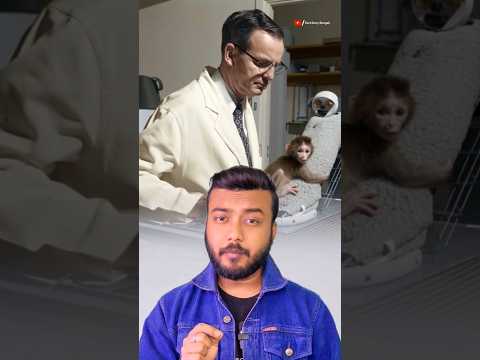 বানরকে নিয়ে ভালোবাসার পরীক্ষা