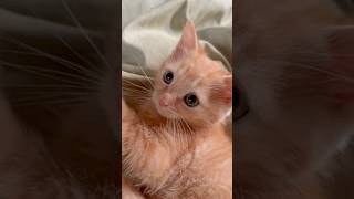 Cute Kitten