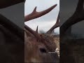 Deer walks up right to a hunter