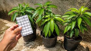 I NEVER KNEW THIS: STOP BUYING FERTILIZER FOR MANGO TREES AND DO THIS INSTEAD