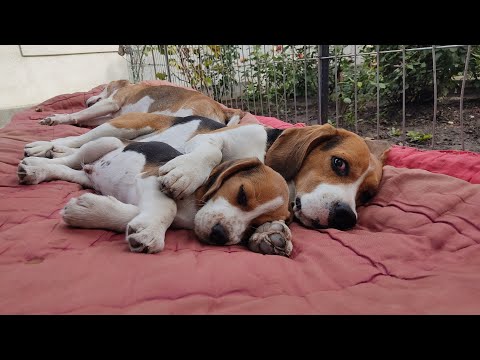 Dad and son Beagles