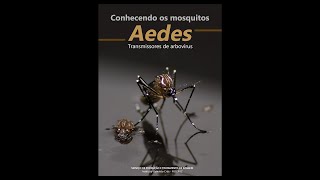 Conhecendo os mosquitos Aedes - Transmissores de arbovírus