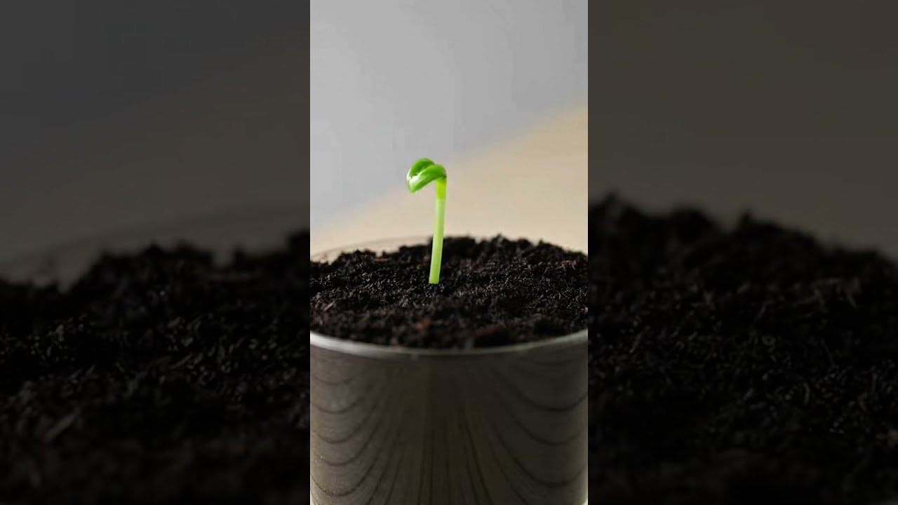 Thyme Plant Growing | Seed to Leaf 🌿