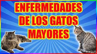 ENFERMEDADES EN GATOS MAYORES - SiamCatChannel