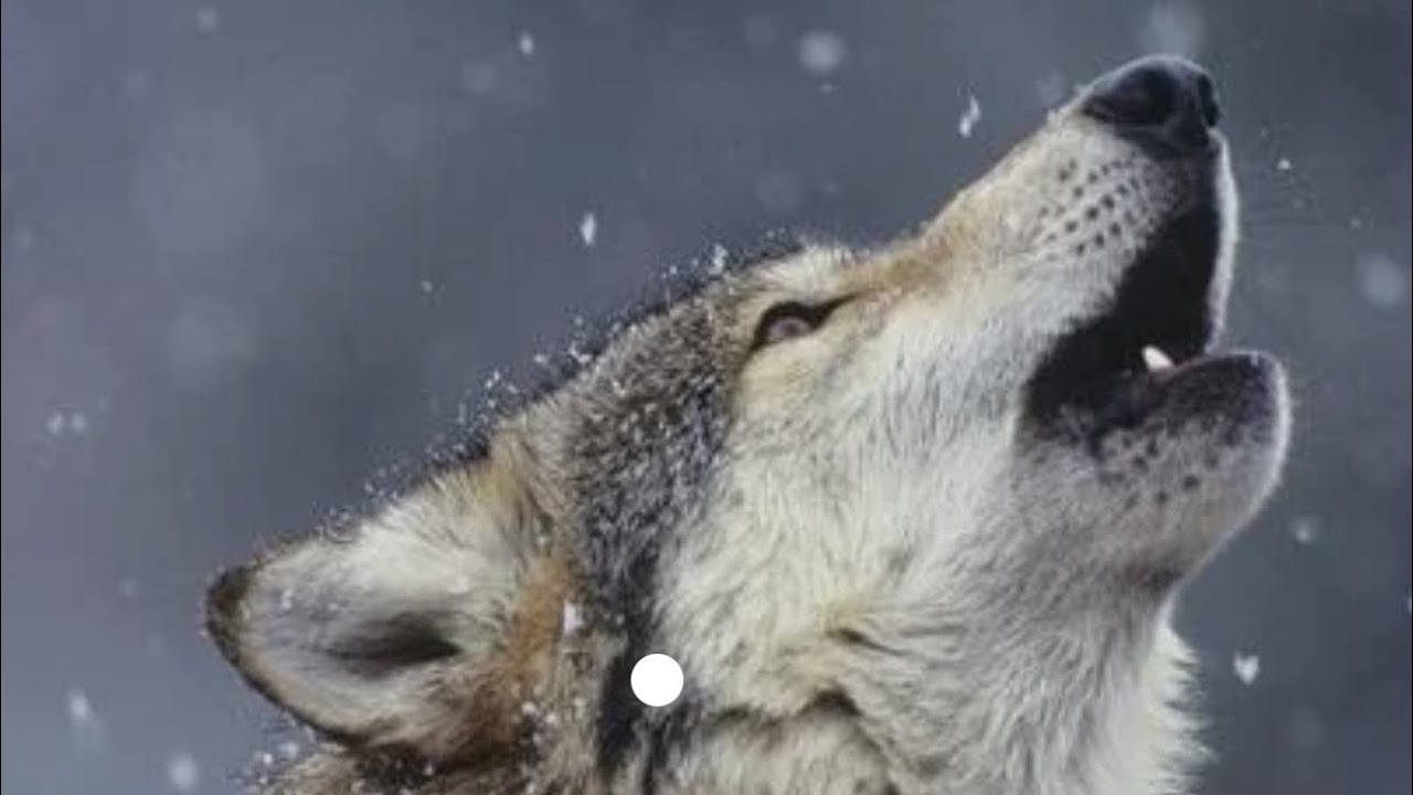 El bueno — El sucio —- y el malo los (3 Villalobos ) 🥶🥶🥶