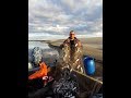 Промысловая ловля речной ряпушки (зельдя). Рыбалка сетями на крайнем севере.