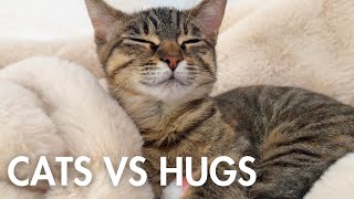 HUGGING TIME!🐱 by Bean, Mochi and George 1,100 views 13 days ago 43 seconds