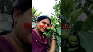water Apple🍎 ||home gardening👍| #shorts #water apple #garden 🏡