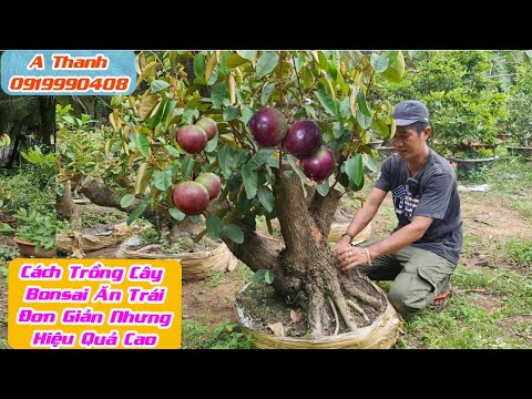 Video Cách Trồng Cây Bonsai Ăn Trái Đơn Giản Nhưng Hiệu Quả... - youtube