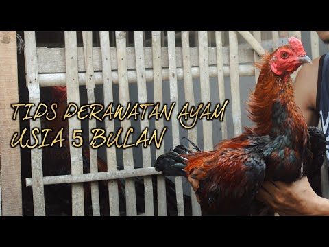Video: 5 Cara Membesarkan Ayam