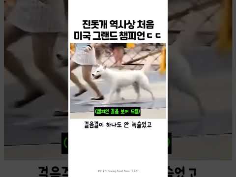 미국에서 챔피언 먹은 진돗개 용맹이 #강아지 #반려견 #어질리티 #진돗개 thumbnail