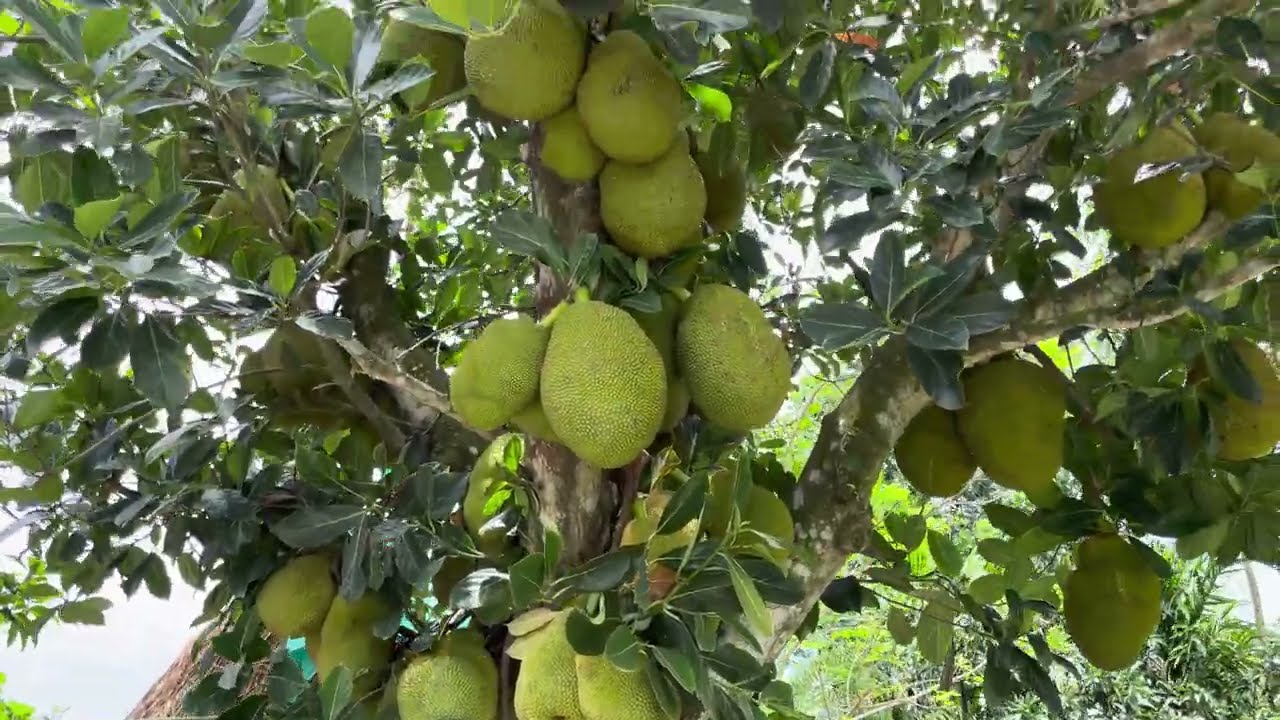 Jackfruit Tree at Village | Fruit at Nature | Royalty free stock video footage - No copyright | 4k