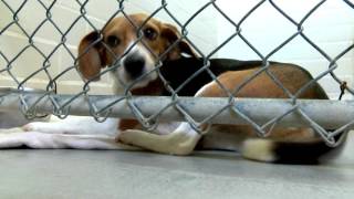 Keeping your pets safe on July 4th