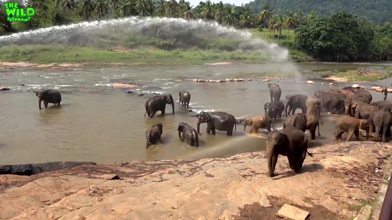 sri lanka elephants national park Happiest elephants under protection. Pinnawala elephant orphanage