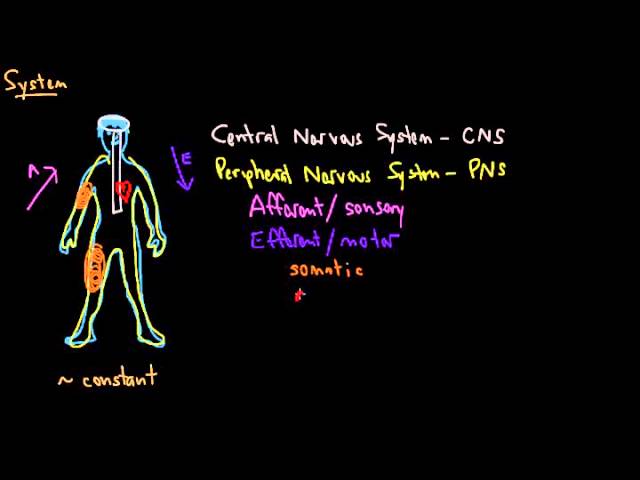 Aqa A2 Biology 9.4 Role Of Receptors - Lessons - Tes Teach